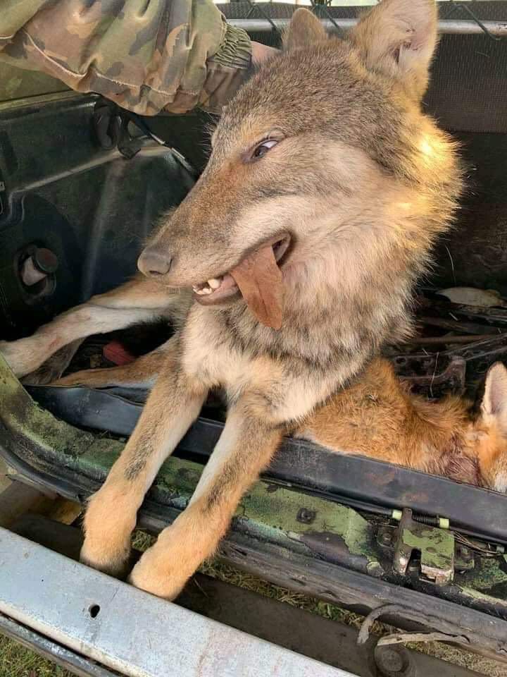 У Яворівському районі заради розваги вбили вовка. Фото: Тарас Особа