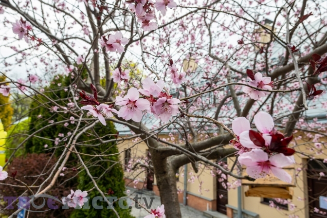 У Львові квітнуть сакури. Фото: Твоє місто