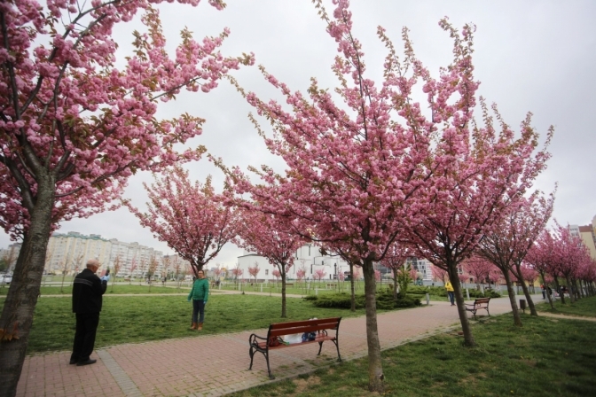 У Львові квітнуть сакури. Фото: Твоє місто