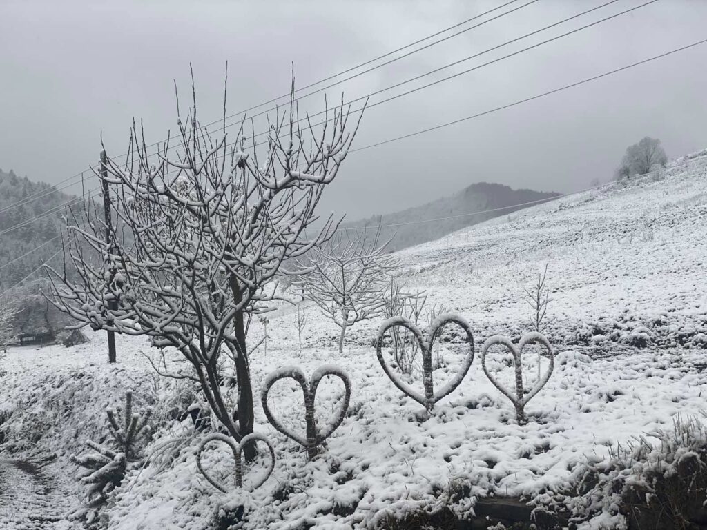 На Львівщині випав сніг
