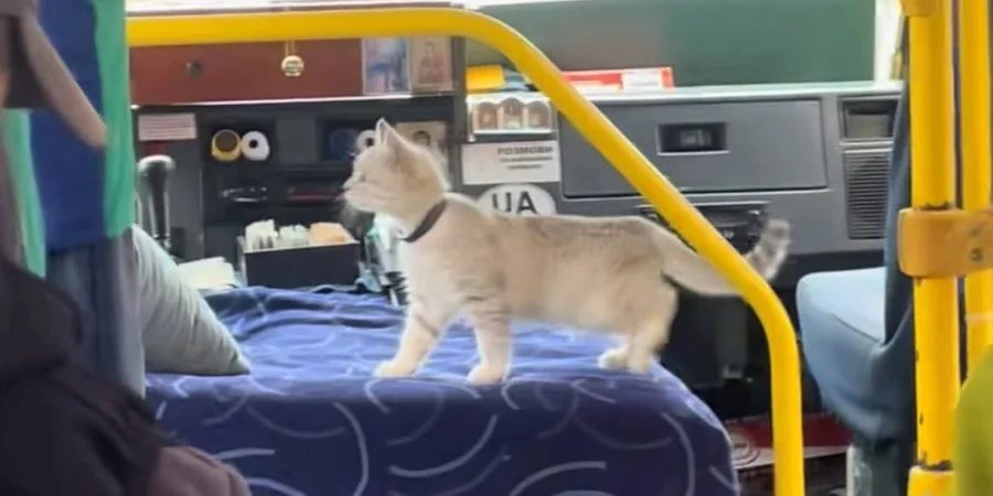 На Львівщині помітили котика, який їхав у маршрутці
