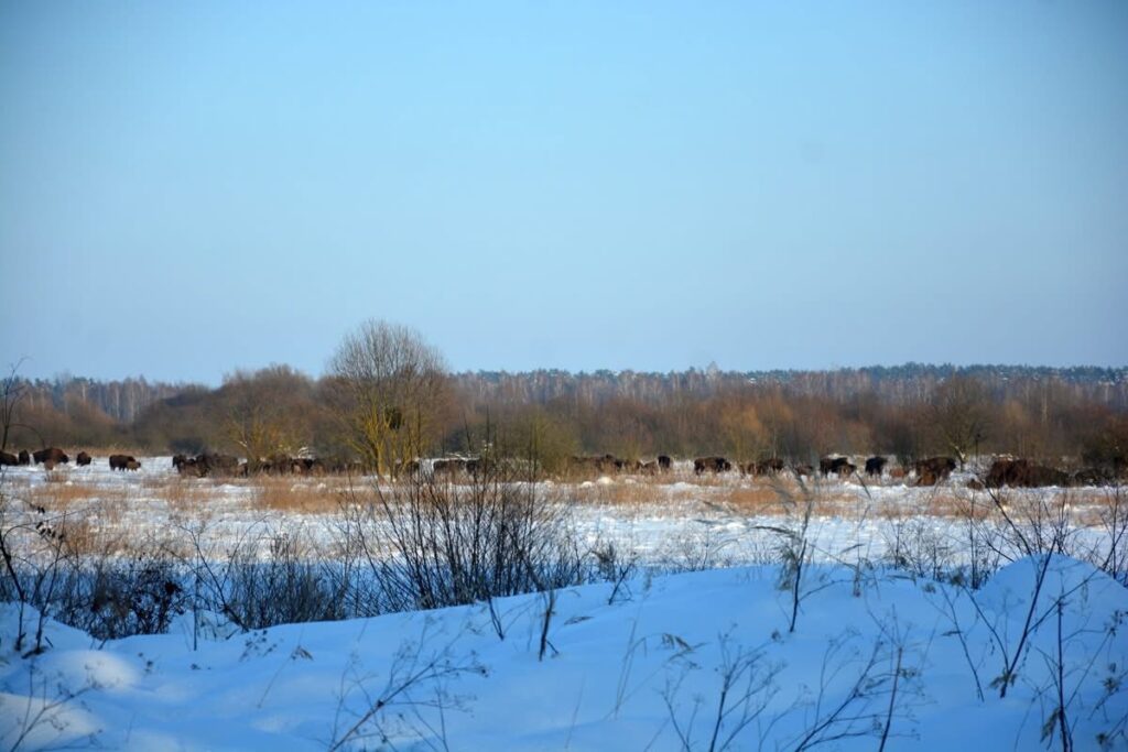 На Бродівщині помітили велике стадо зубрів