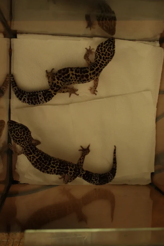 У Львівському університеті ветеринарної медицини провели день відкритих дверей (ФОТО)