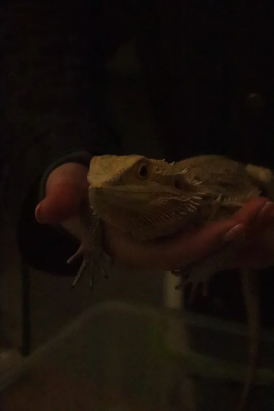 У Львівському університеті ветеринарної медицини провели день відкритих дверей (ФОТО)