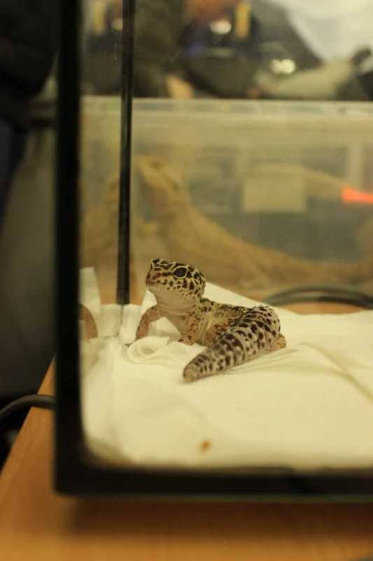 У Львівському університеті ветеринарної медицини провели день відкритих дверей (ФОТО)