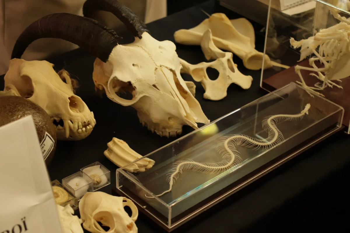 У Львівському університеті ветеринарної медицини провели день відкритих дверей (ФОТО)